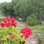 Apartman Turisticos Sanahuja *