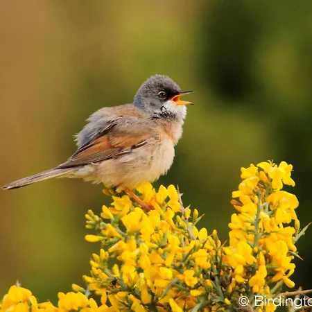 Turisticos Sanahuja Apartamento *