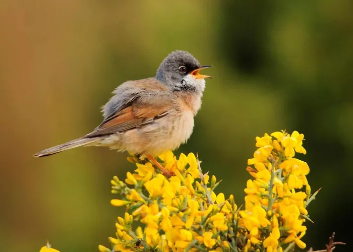 Turisticos Sanahuja Lejlighed *